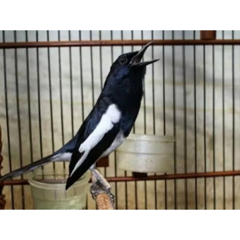 KACER JAWA BARAT GACORAN