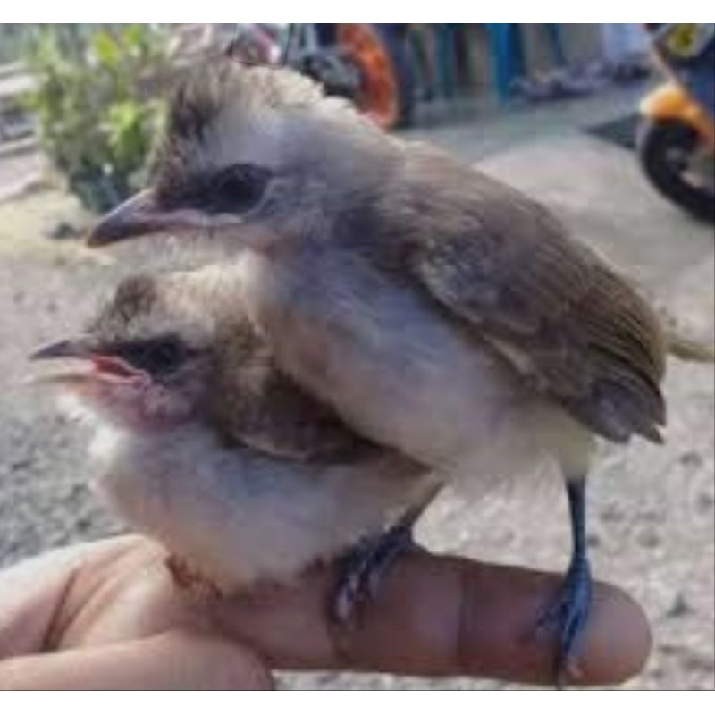 burung trucukan lolohan anakan jatim