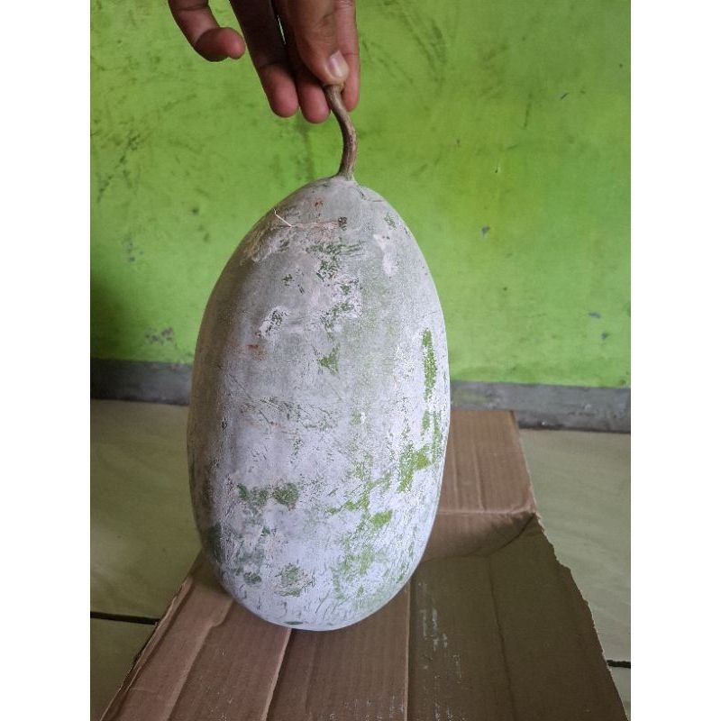 

BUAH BLIGO ATAU KUNDUR 1 BUAH 2 SAMPAU 3 KILO