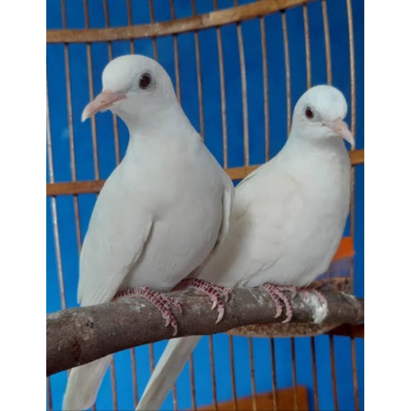 BURUNG PERKUTUT PUTIH KAPAS JANTAN/BETINA