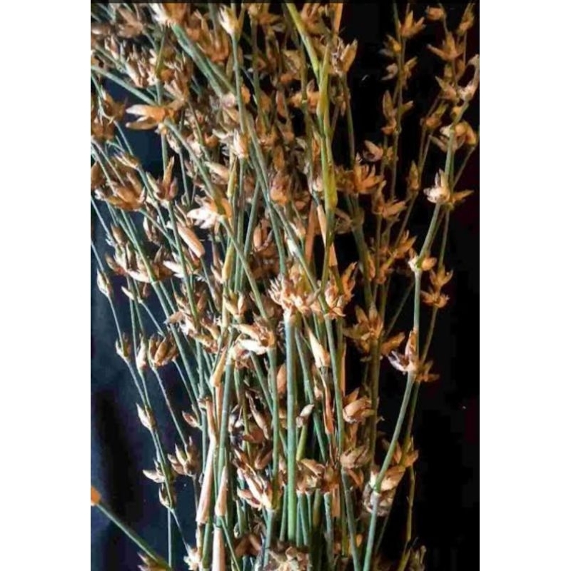 bunga bambu kuning 10 ikat