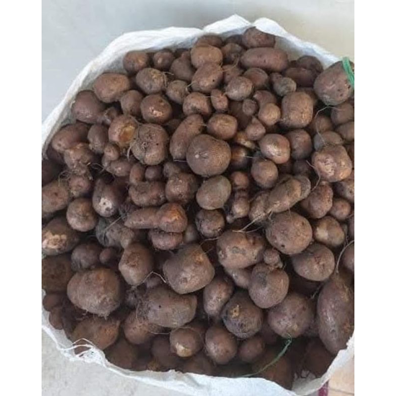 

Kentang Hitam-Kentang kelinci pulen 1kg