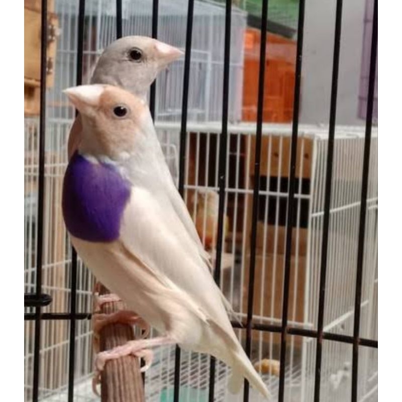 GOLD AMADINE SILVER SEPASANG JANTAN BETINA DEWASA