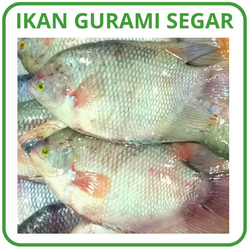 

Ikan Gurami Gurame 3 ekor fresh bersih siap diolah / siap dimasak / ready to cook