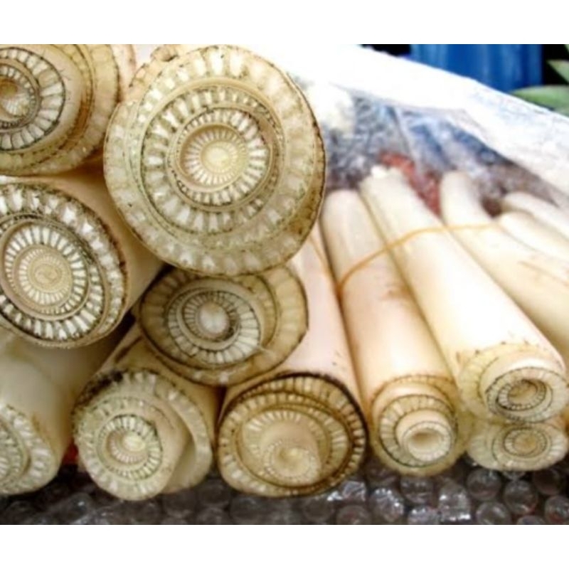 

Batang pohon pisang segar atau gedebong alami 1kg
