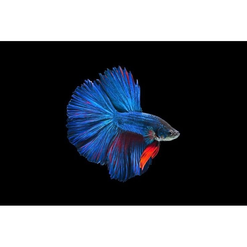 

stiker bentuk cupang halfmoon isi 1 pcs