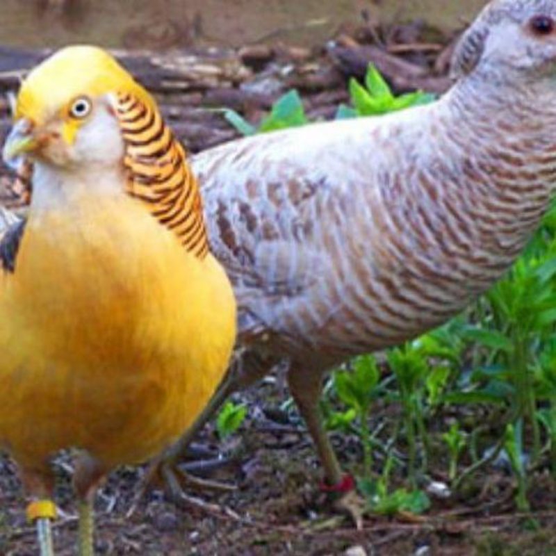 

Telur Ayam Hias Yellow Pheasant 100% Original untuk di tetaskan