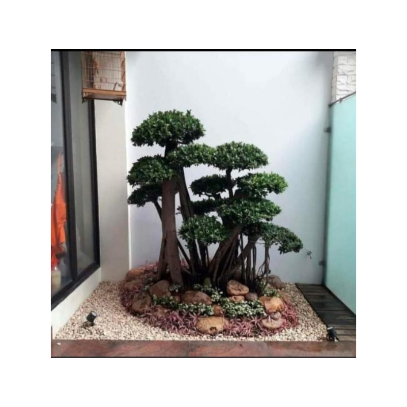 jasa pembuatan taman rumah minimalis