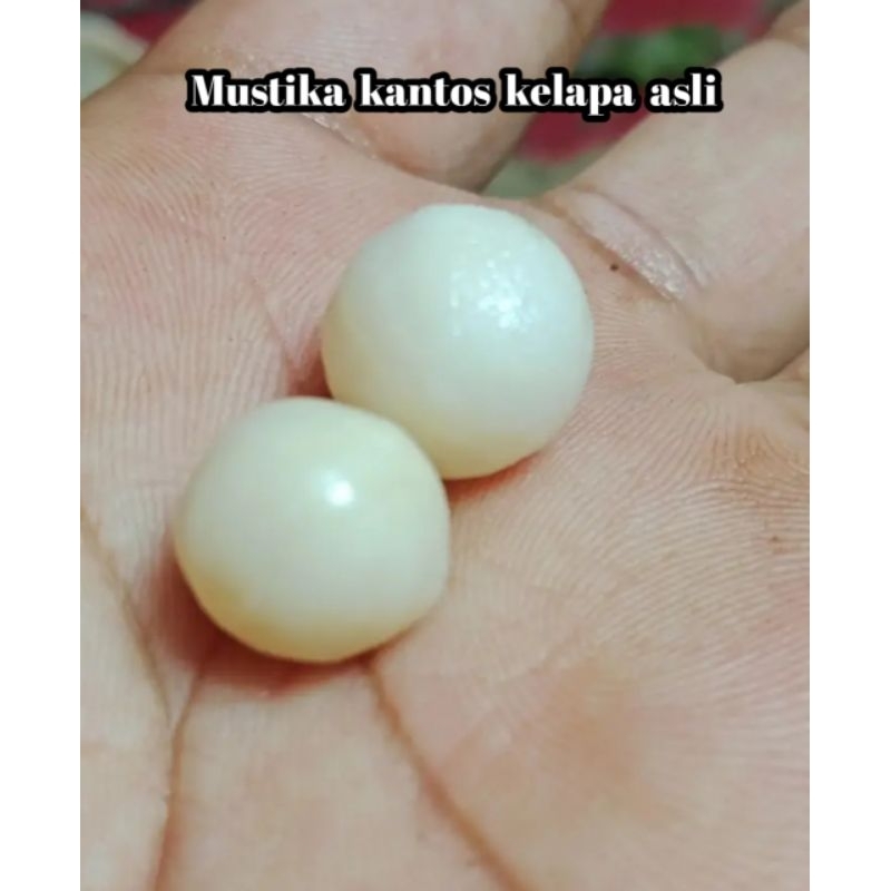 

Kentos kelapa asli (real)