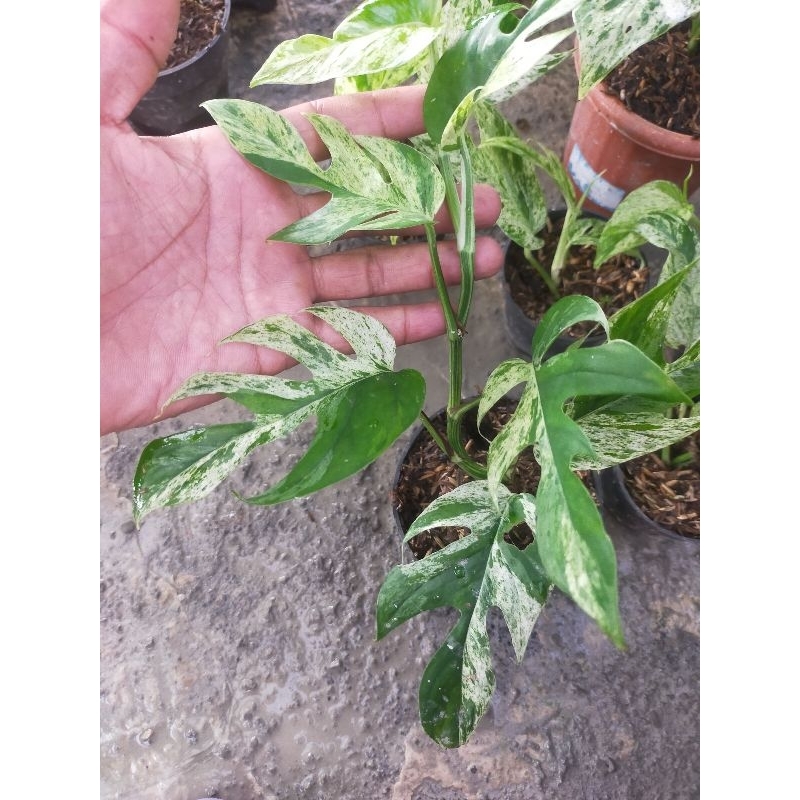 epi marble variegata epipremnum marble variegata