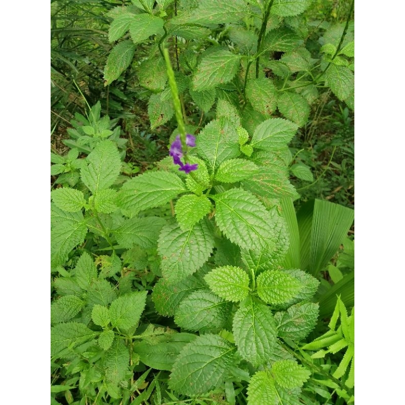 

500 GR Daun Pecut Kuda / Daun Jarong Segar - Herbal Alami untuk Kesehatan & Obat Tradisional