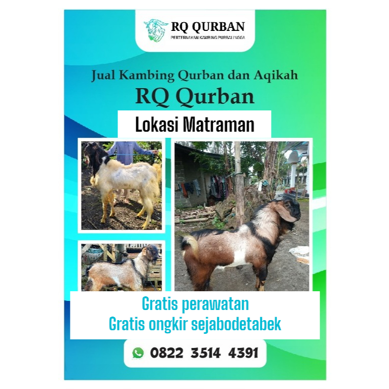 

RQ_qurban sunah qurban 2025 aslipurbalingga /nego
