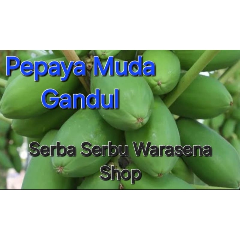 

pepaya/Gandul muda metik langsung dari pohonya 1 kg