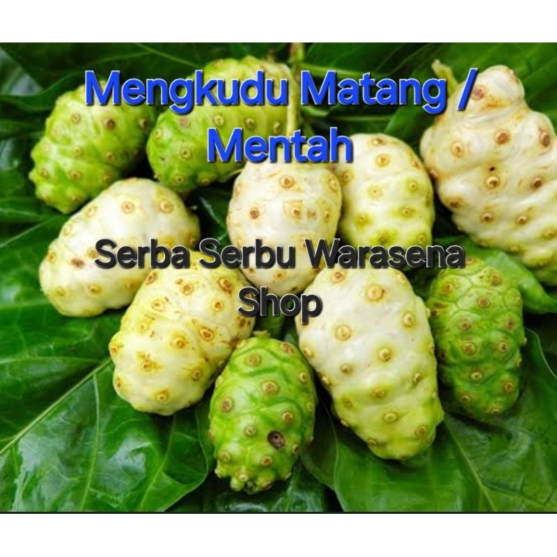 

Jual Mengkudu/Pace mateng dan mentah segar metik langsung dari pohonya Obat herbal Harga per 1 kg