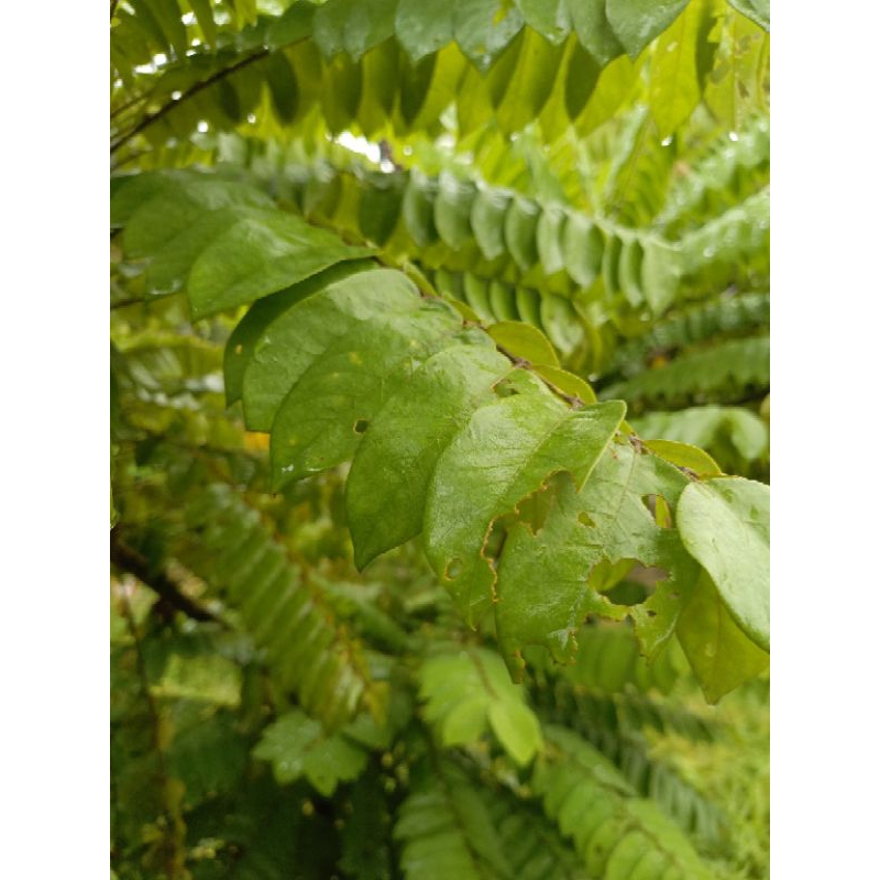 

DAUN BELIMBING WULUH (HARGA PERLEMBAR)