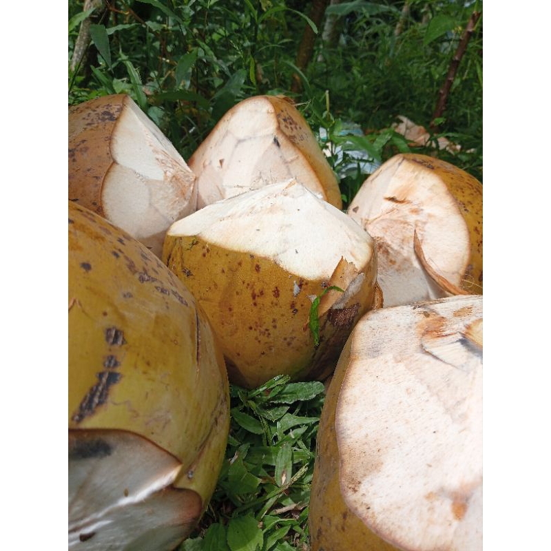 

Kelapa muda/kelapa kuning/dewegan segar perbuah