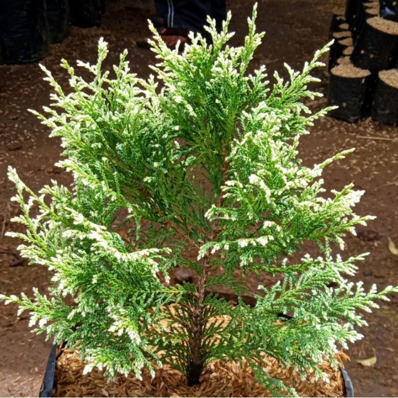 Tanaman Cemara Inoki Jepang Putih / Chamaecyparis Obtusa / Cemara Hinoki Jepang / Japanese Inoki Pla