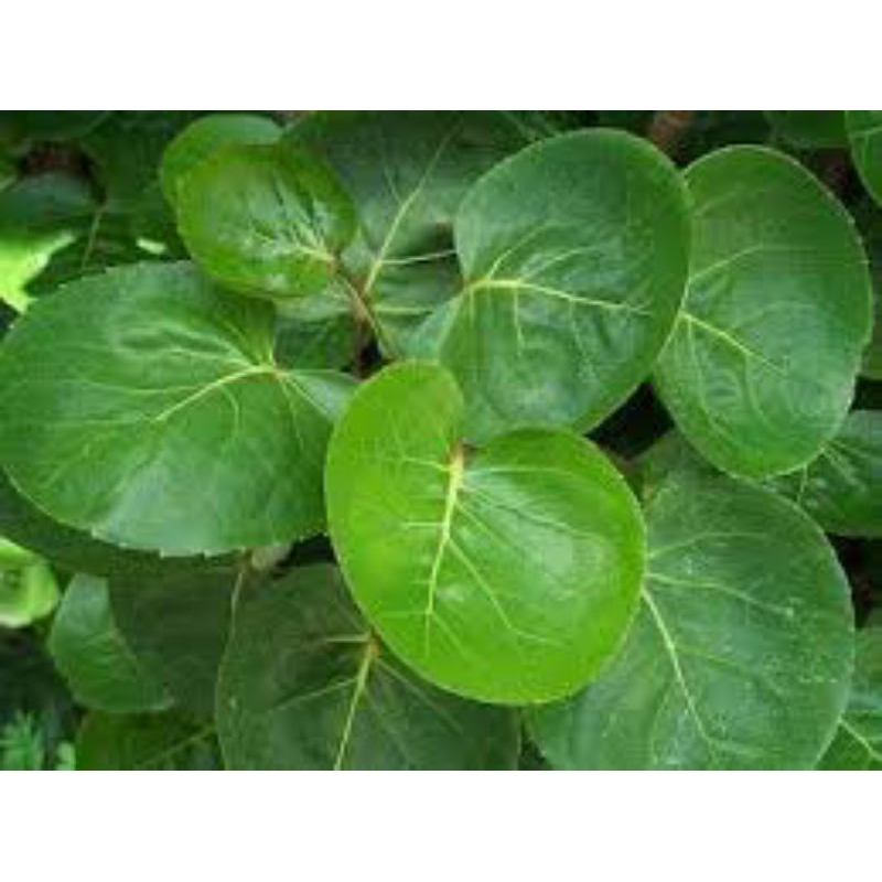 

Daun cangkokan mangkokan tapak leman