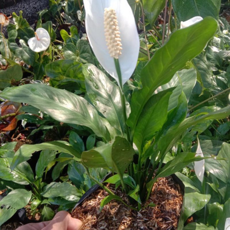 peace lily / pohon penyerap racun, peace lily..
