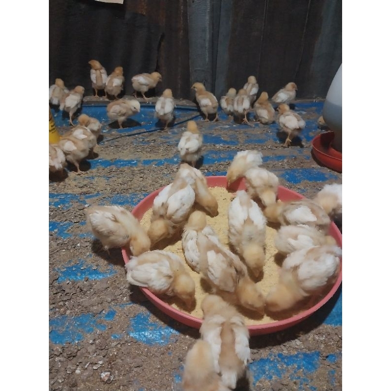 PULLET ANAK AYAM PETELUR GRADE SUPER USIA 3 MINGGU