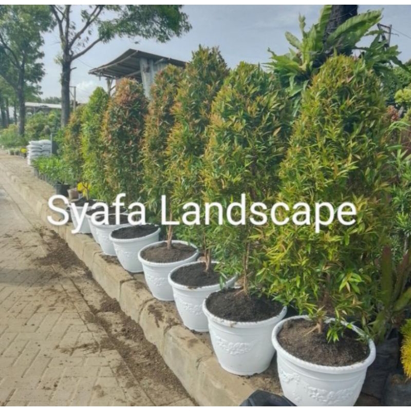 pucuk merah tinggi 1,5 meter + pot putih