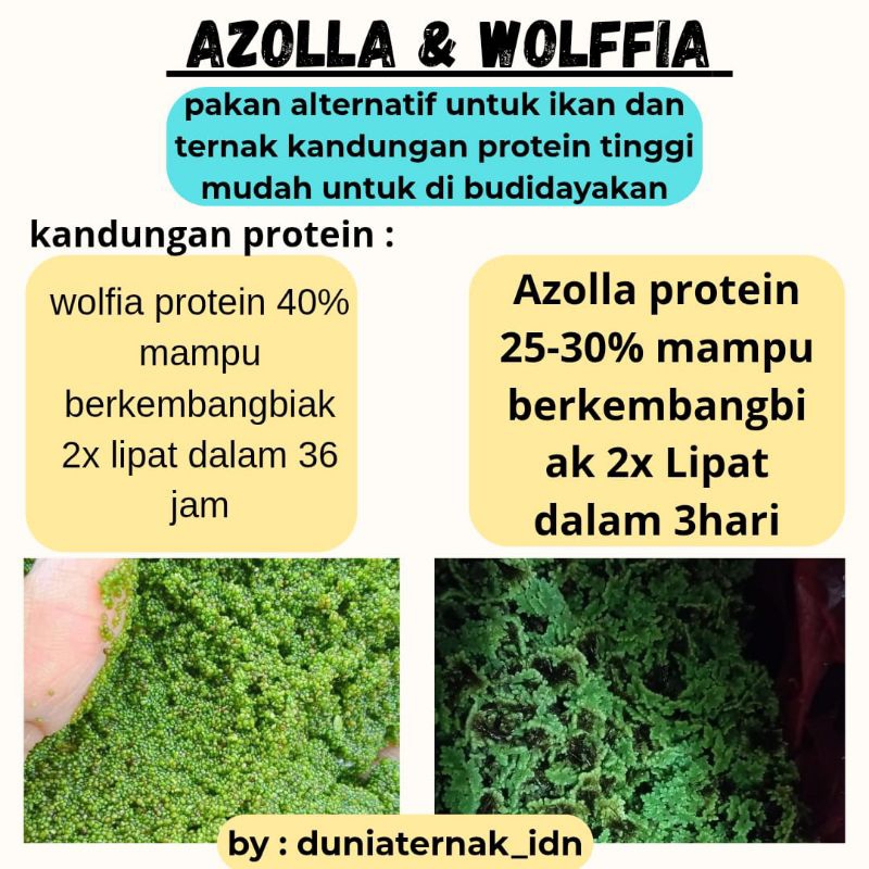 Paket lengkap Bibit azolla dan wolffia