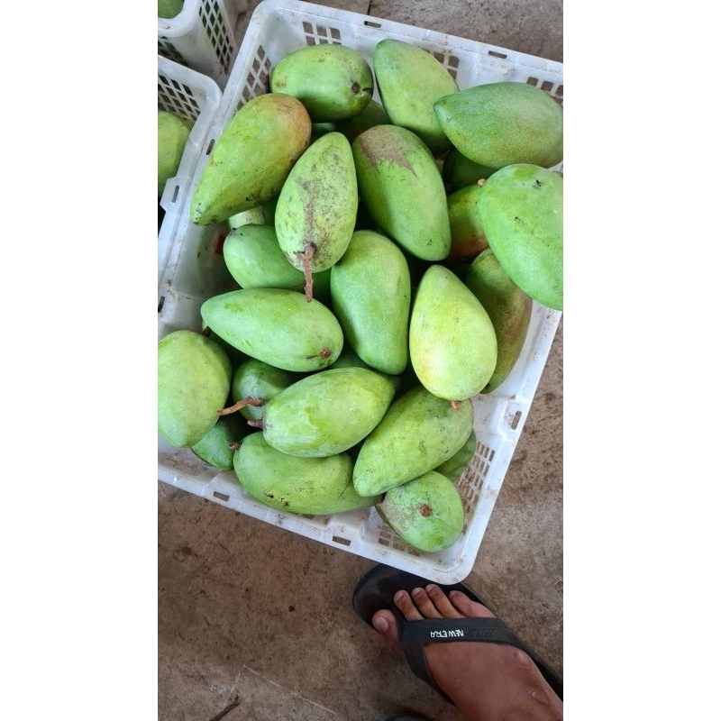 

mangga kiojay Thailand harga grosir per 10kg