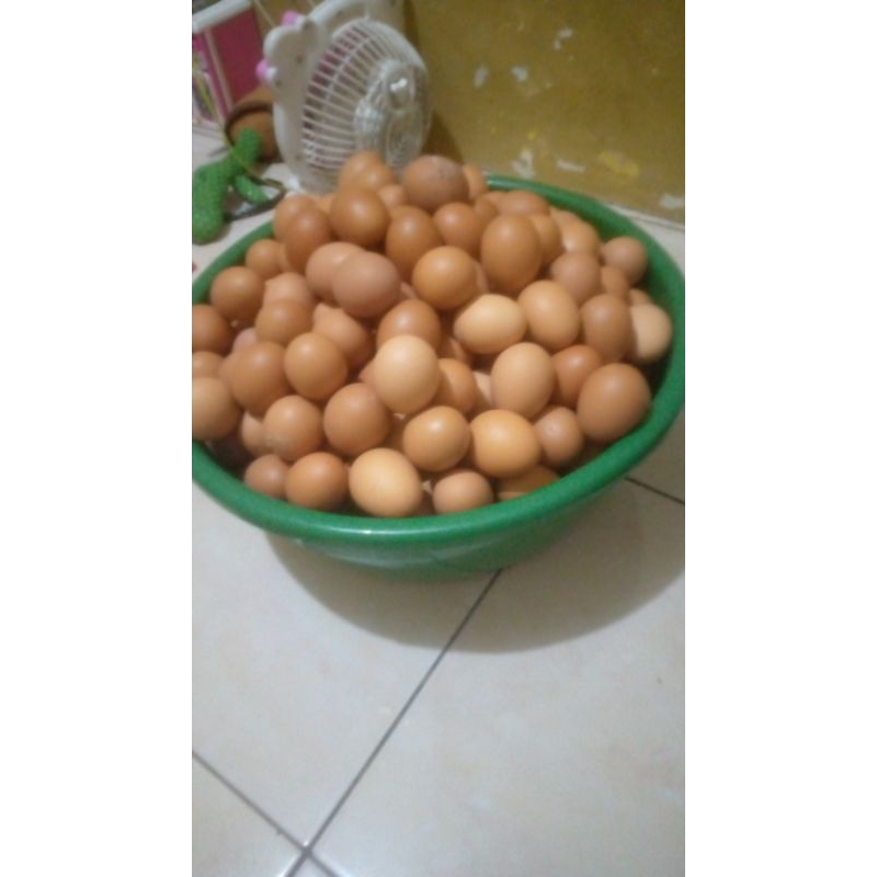 

telur ayam fresh