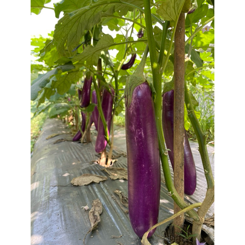 Benih Terong Ungu Dakara F1 Ouval Seed 5 gram exp 2026 Tahan Virus