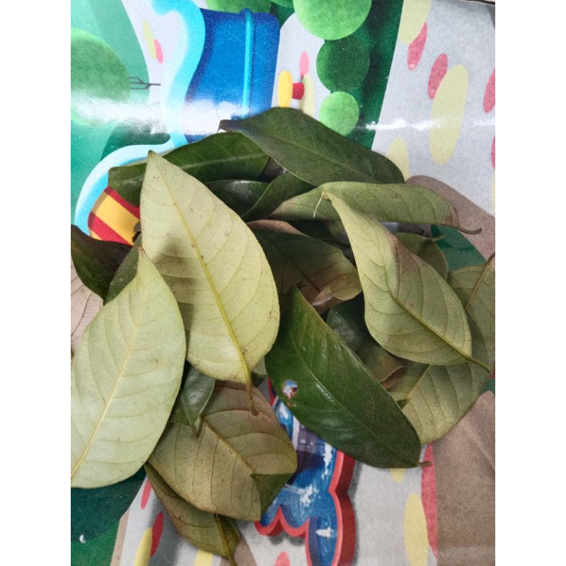 

daun pala basah 100 lembar buat jamu/wedang uwuh
