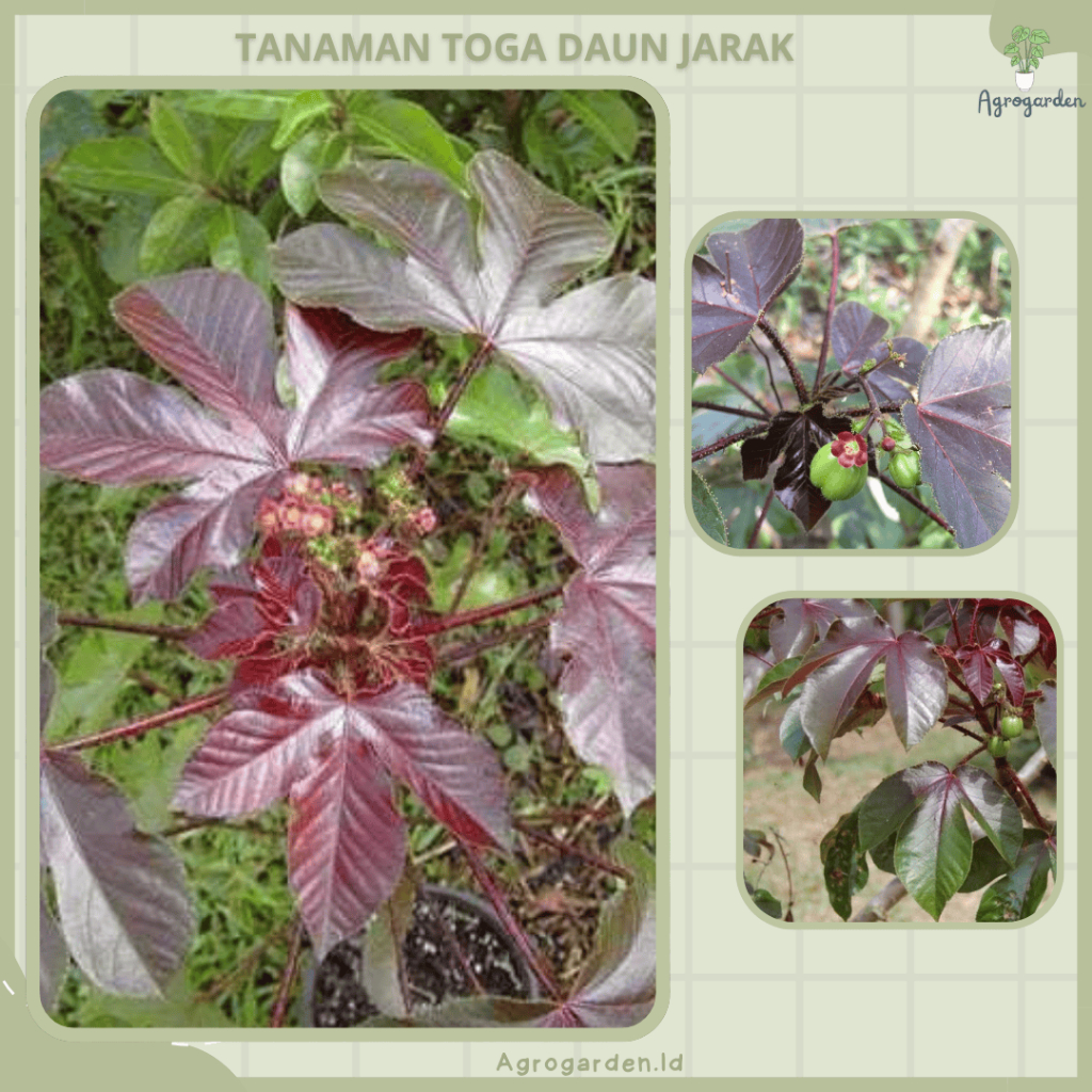 Tanaman Obat Jarak Merah - Tanaman Hias Herbal Jarak Merah
