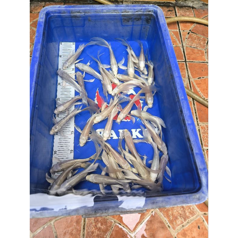 Ikan Koi Slayer / Kumpay