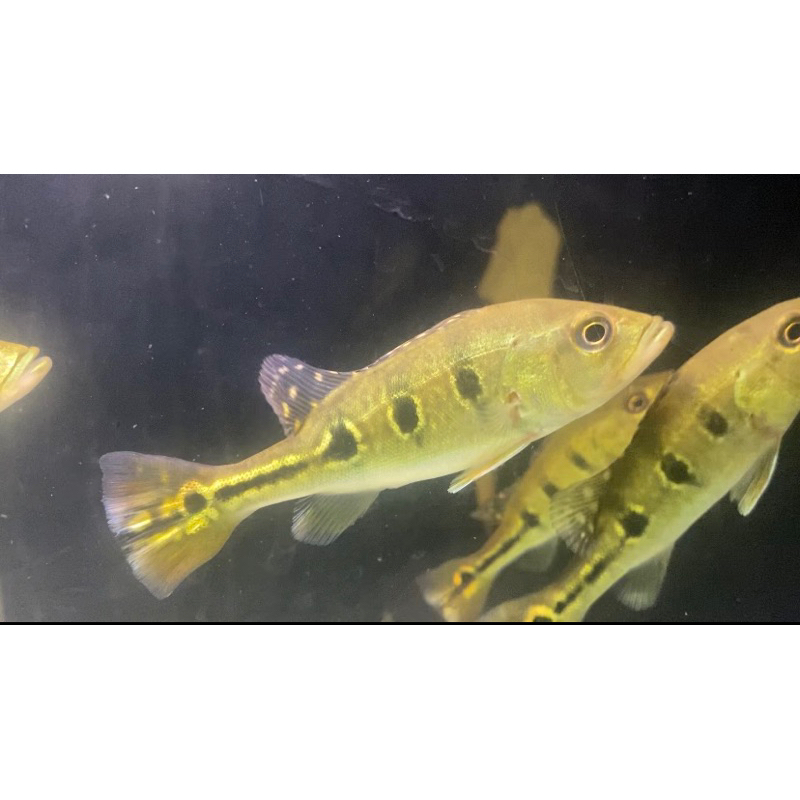 Pbass Kelberi size 10-11 cm