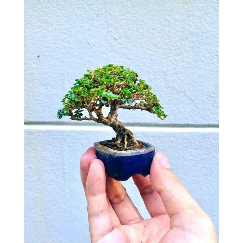 bonsai mini Sancang siap pajang / bonsai shito sancang