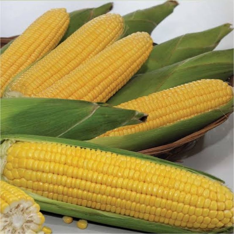 

JAGUNG MANIS SEGAR ( 3 Bj )