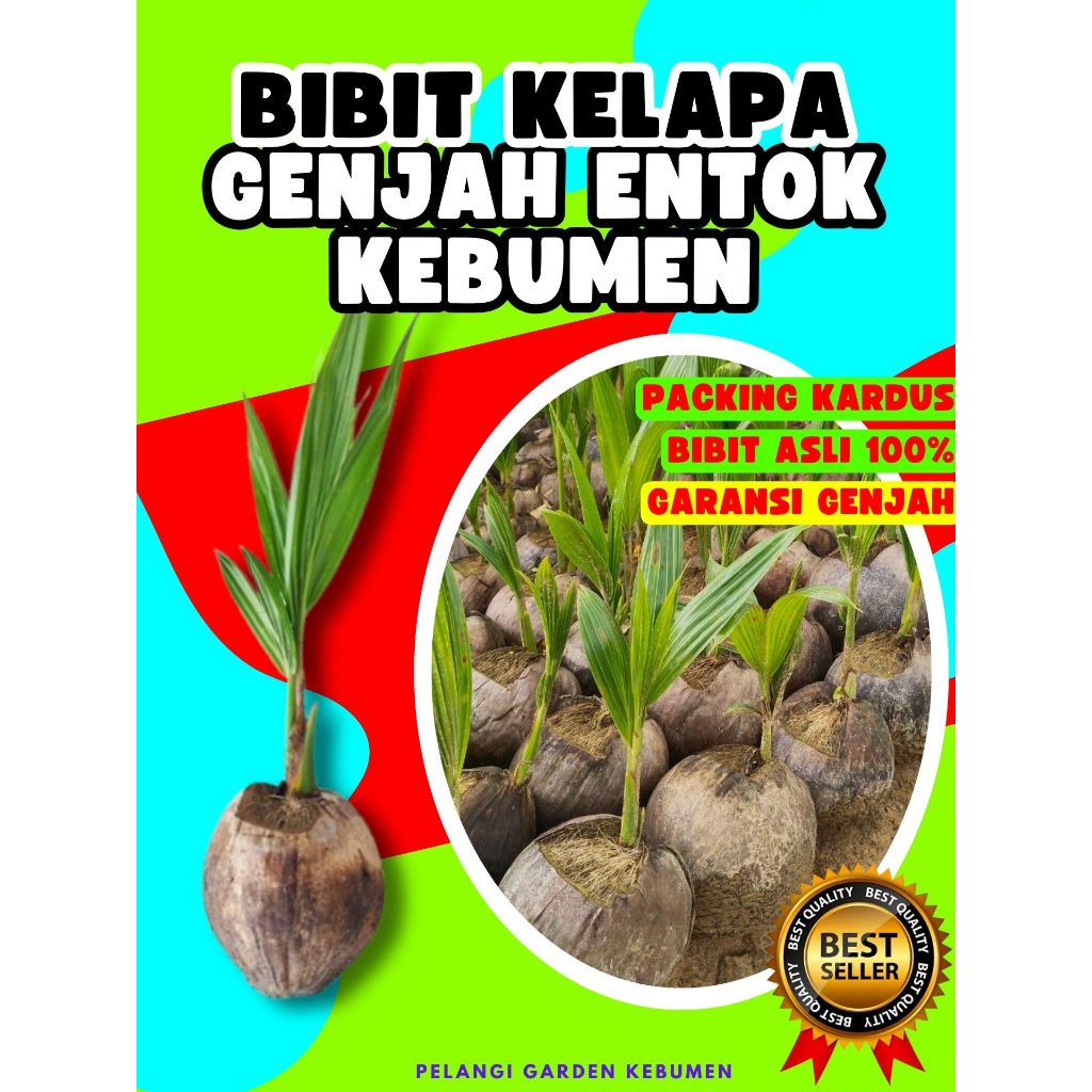 KUALITAS UNGGUL..! Benih Kelapa Hibrida Hijau Jumbo, Benih Kelapa Hijau Asli, Benih Kelapa Hijau Hib