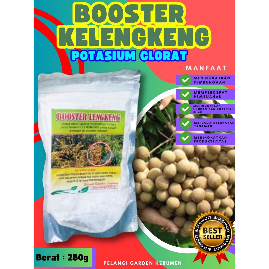 TERLARIS  Pupuk Buah Kelengkeng Sudah Berbunga, Pupuk Buah Kelengkeng Siap Berbuah