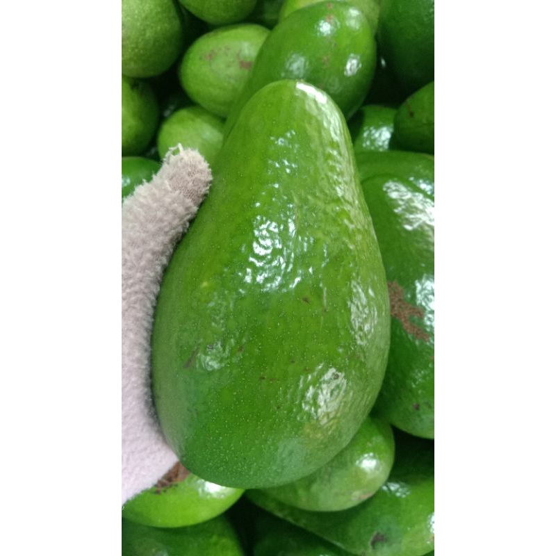 

Ready Alpukat Super mentega,Alpukat mentega Enak legit manis,Alpukat super