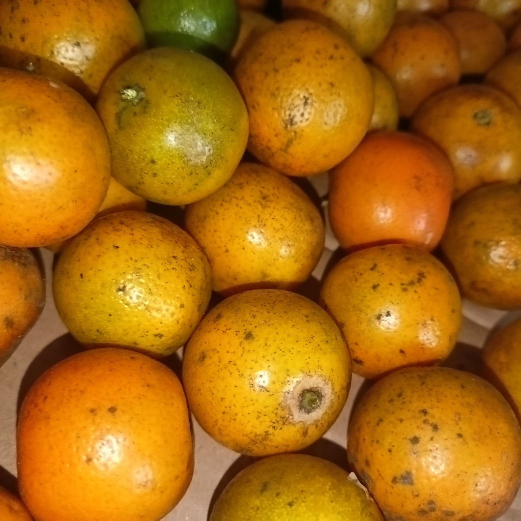 

Jeruk Sonkit Pontianak Fresh | Baru Petik dari Kebun | Jeruk Peras, Jeruk Kasturi, Jeruk Kunci, Kalamansi, Lemon Cui