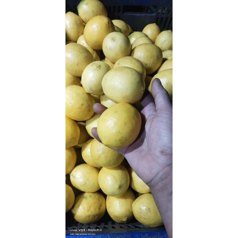 

Lemon california banyak air