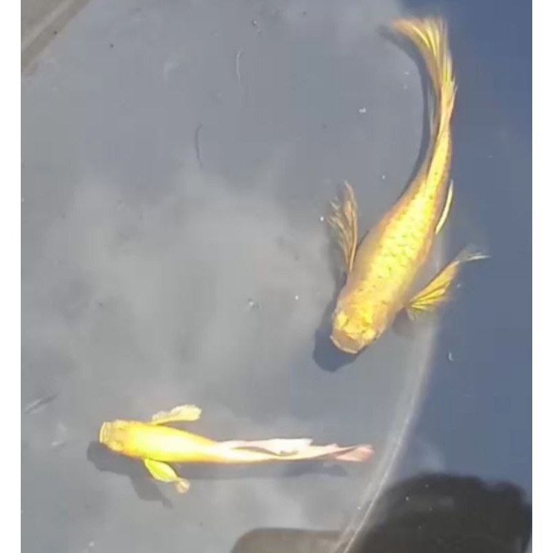 Guppy full gold ribon line viet