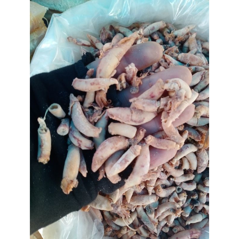 

cumi jarum borneo 500 gram