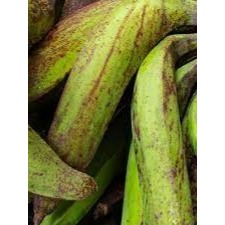 

BUAH PISANG TANDUK 3 PCS KUALITAS SUPER UKURAN BESAR