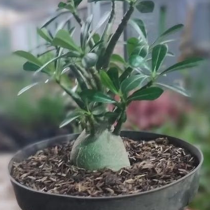 tanaman hias adenium kamboja jepang bibit pohon adenium pohon kamboja jepang