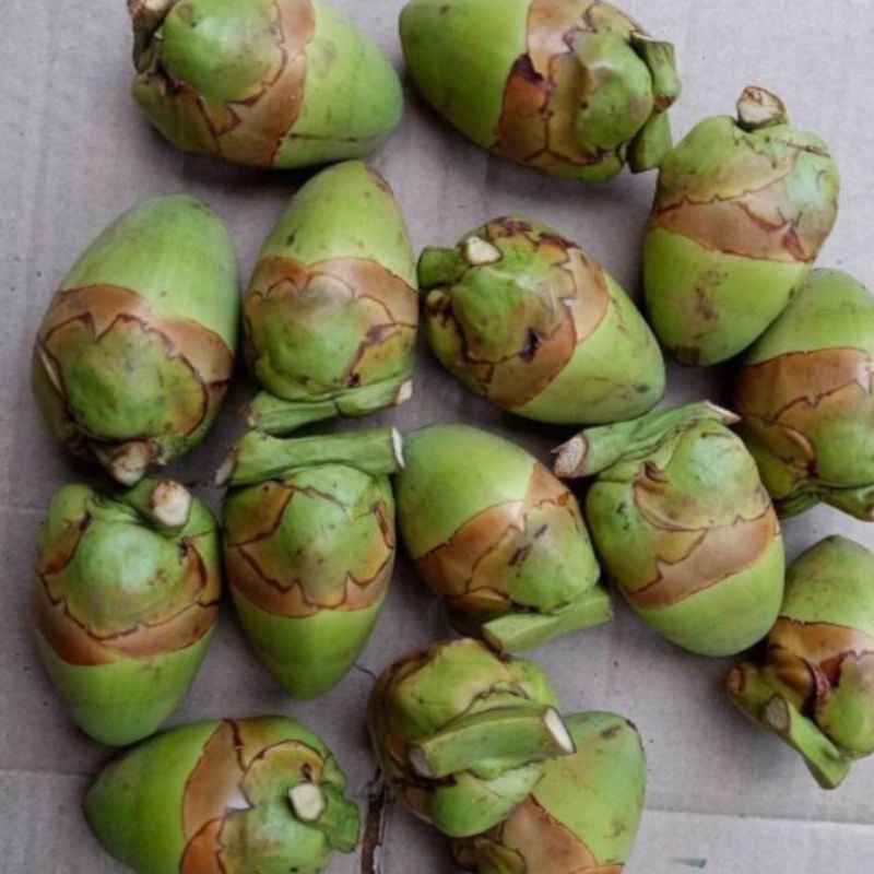 

Beluluk/buruluk/Biruluk/pentil kelapa,obat kutil dan diabetes