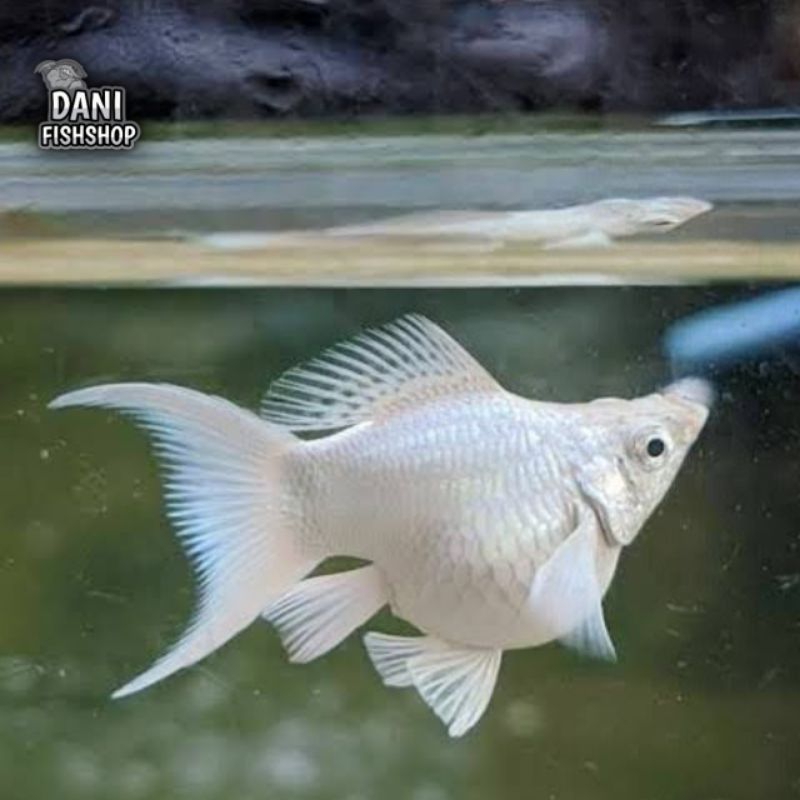ikan molly / balon platinum / golden / white / dalmatien harga murah
