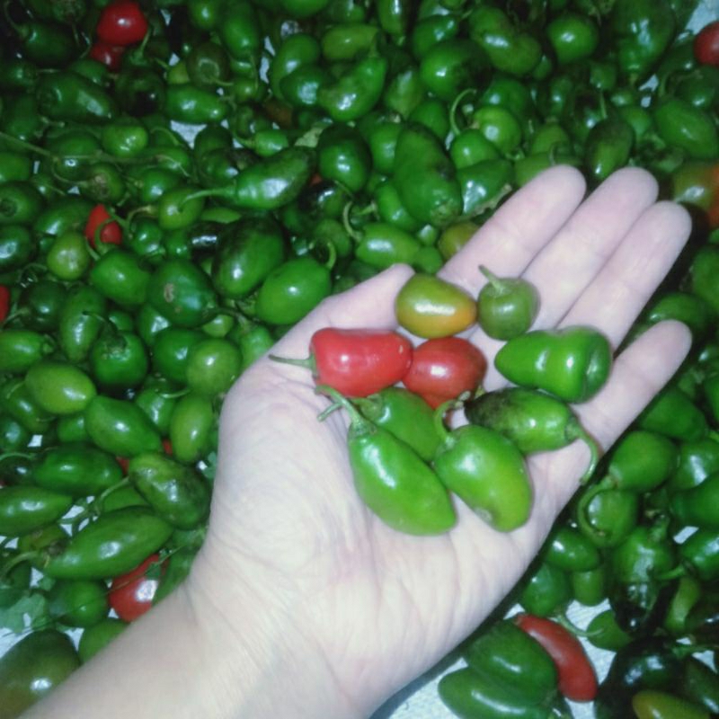 

SPESIAL BABY GENDOT SEGAR ISI 500g, SPESIAL BUAH/CABAI SEGAR