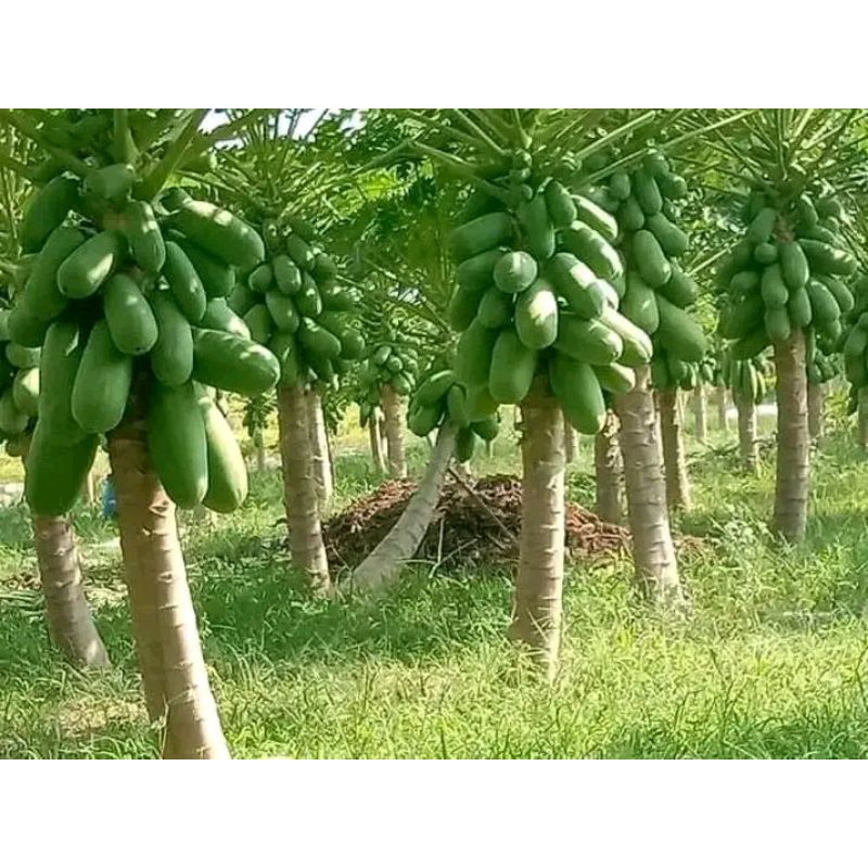 bibit pepaya California madu isi 50 biji