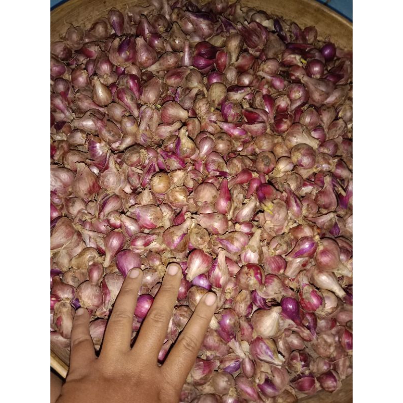 

Bawang merah