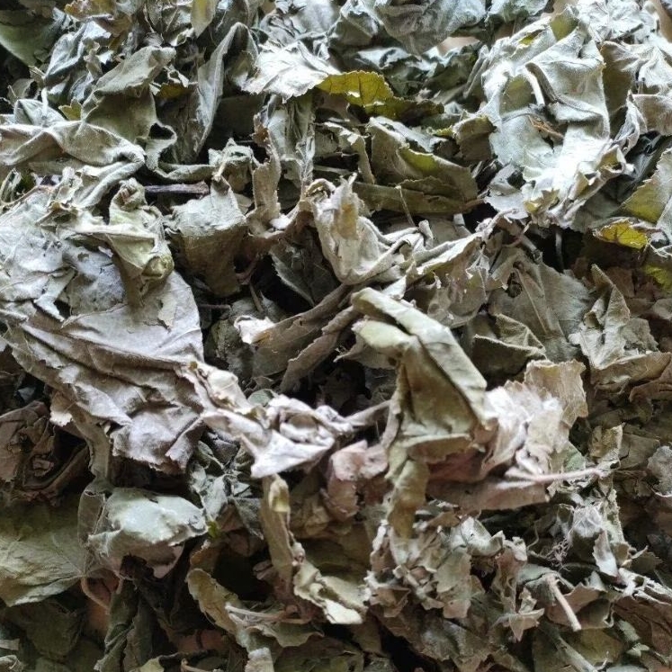 

Daun Jati Belanda Kering 50 Gram